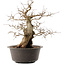 Carpinus coreana, 38,5 cm, ± 40 ans