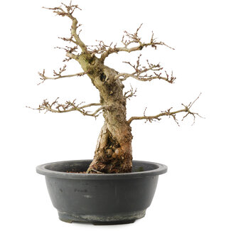 Carpinus coreana, 36 cm, ± 40 ans