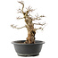 Carpinus coreana, 36 cm, ± 40 jaar oud