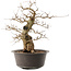 Carpinus coreana, 38,5 cm, ± 40 Jahre alt