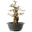 Carpinus coreana, 36 cm, ± 40 ans