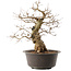 Carpinus coreana, 38,5 cm, ± 40 jaar oud