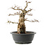 Carpinus coreana, 36 cm, ± 40 anni