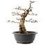 Carpinus coreana, 36 cm, ± 40 Jahre alt