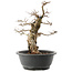 Carpinus coreana, 36 cm, ± 40 jaar oud