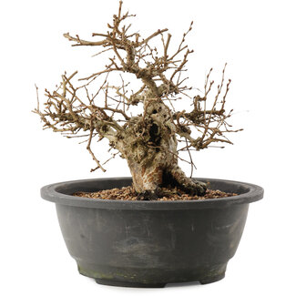 Carpinus coreana, 24 cm, ± 40 anni