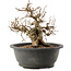 Carpinus coreana, 24 cm, ± 40 years old
