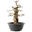 Carpinus coreana, 36 cm, ± 40 Jahre alt