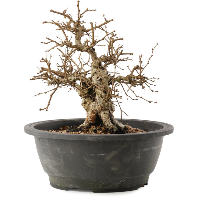 Carpinus coreana, 24 cm, ± 40 years old