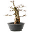 Carpinus coreana, 36 cm, ± 40 ans