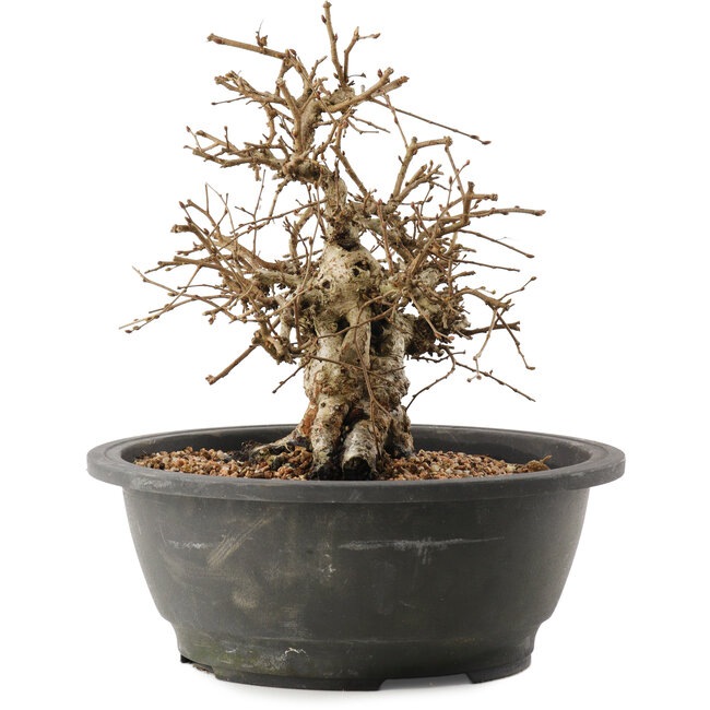 Carpinus coreana, 24 cm, ± 40 years old