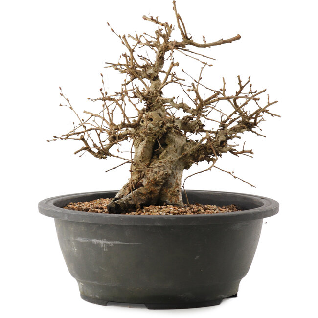 Carpinus coreana, 24 cm, ± 40 ans