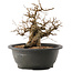 Carpinus coreana, 24 cm, ± 40 ans