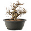 Carpinus coreana, 24 cm, ± 40 ans