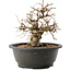 Carpinus coreana, 24 cm, ± 40 ans