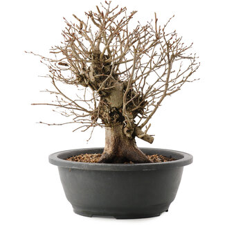 Carpinus coreana, 26 cm, ± 40 Jahre alt