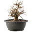 Carpinus coreana, 24 cm, ± 40 ans