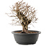 Carpinus coreana, 26 cm, ± 40 ans