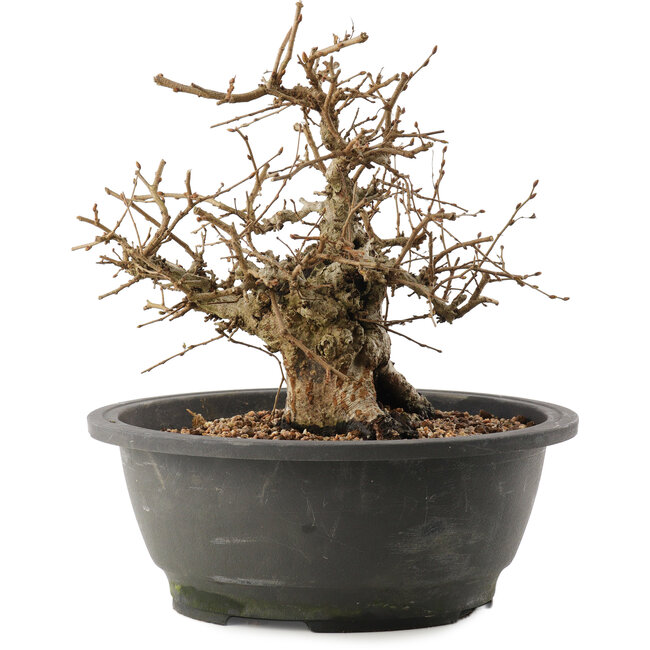 Carpinus coreana, 24 cm, ± 40 years old