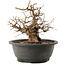 Carpinus coreana, 24 cm, ± 40 jaar oud