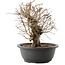 Carpinus coreana, 26 cm, ± 40 Jahre alt