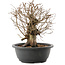 Carpinus coreana, 26 cm, ± 40 ans