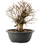 Carpinus coreana, 26 cm, ± 40 Jahre alt