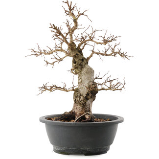 Carpinus coreana, 38 cm, ± 40 anni