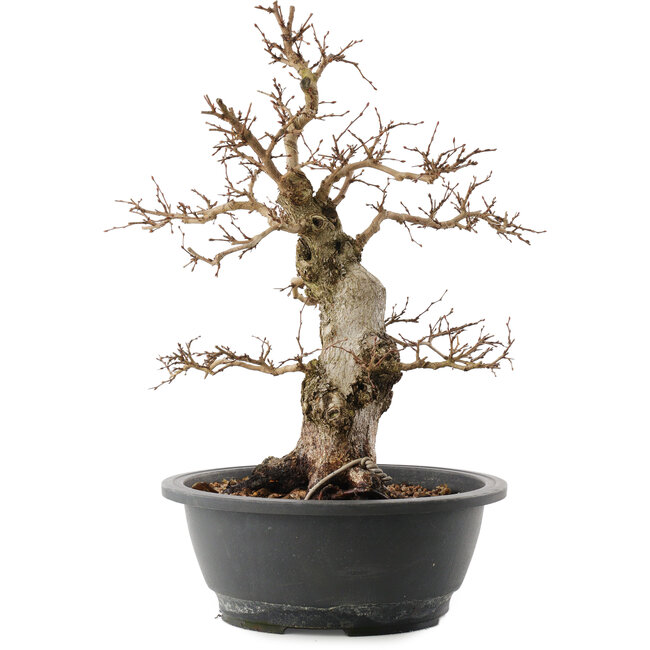 Carpinus coreana, 38 cm, ± 40 ans