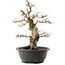 Carpinus coreana, 38 cm, ± 40 ans