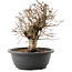 Carpinus coreana, 26 cm, ± 40 ans