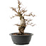 Carpinus coreana, 38 cm, ± 40 anni