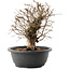 Carpinus coreana, 26 cm, ± 40 Jahre alt