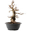 Carpinus coreana, 38 cm, ± 40 ans