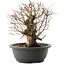 Carpinus coreana, 26 cm, ± 40 Jahre alt