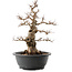 Carpinus coreana, 38 cm, ± 40 anni