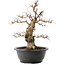 Carpinus coreana, 38 cm, ± 40 Jahre alt