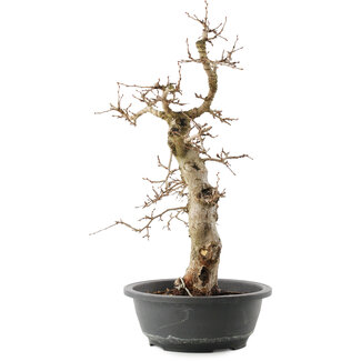 Carpinus coreana, 45 cm, ± 40 anni