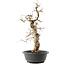 Carpinus coreana, 45 cm, ± 40 ans