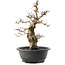 Carpinus coreana, 38 cm, ± 40 ans