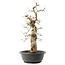 Carpinus coreana, 45 cm, ± 40 jaar oud