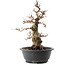 Carpinus coreana, 38 cm, ± 40 ans