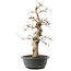 Carpinus coreana, 45 cm, ± 40 anni