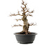 Carpinus coreana, 38 cm, ± 40 años