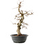 Carpinus coreana, 45 cm, ± 40 anni