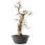 Carpinus coreana, 45 cm, ± 40 anni