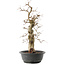 Carpinus coreana, 45 cm, ± 40 ans