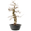 Carpinus coreana, 45 cm, ± 40 anni