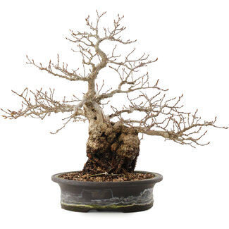 Carpinus coreana, 31 cm, ± 40 anni