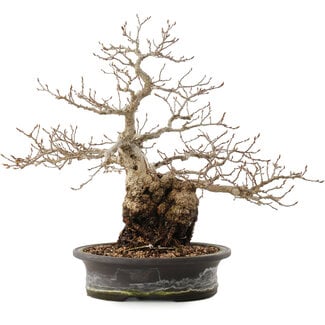 Carpinus coreana, 31 cm, ± 40 years old